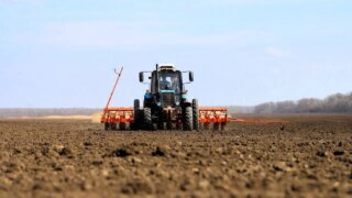 В Краснодарском крае начали сев сахарной свеклы на площади 225 тысяч гектаров