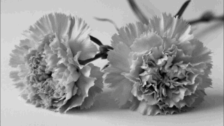 В Краснодаре начали второй этап строительства кладбища за 541 млн рублей