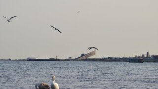 В Туапсе завершили локализацию разлива нефтепродуктов у морского терминала