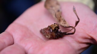 Не дать дуба: как на Кавказе спасают каштановые леса