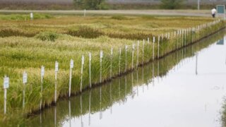Кубанские аграрии приступили к севу риса на 100 тыс. га