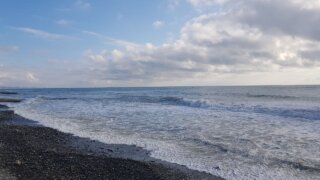 Число погибших дельфинов на побережье Кубани резко выросло в апреле