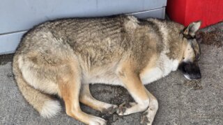 В Сочи стая собак напала на женщину