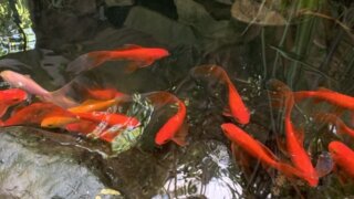 На Кубани возбудили дело о халатности после гибели рыбы на 50 млн рублей