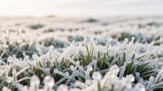 МЧС предупреждает кубанцев о ночных заморозках до -5