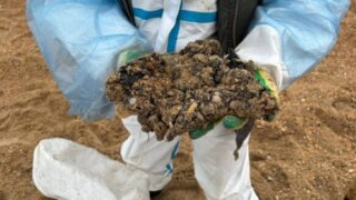 В Витязево снова возвели защитный вал из-за нефтяного пятна в море