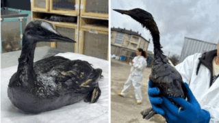 Оперативный штаб Кубани сообщил о массовой гибели птиц