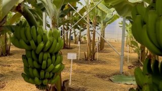 Сочи готовится к сбору первого урожая местных бананов