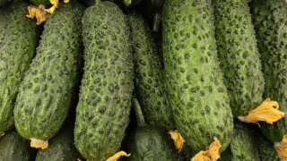 Зарплата сборщиков урожая в Краснодарском крае выросла на 73% за год