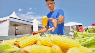 Кубанские заводы начали переработку сахарной кукурузы нового урожая