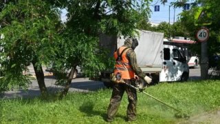 В Краснодаре от амброзии очистили более 23 тысяч гектаров
