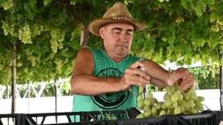 На Кубани стартовала уборка винограда