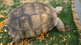 В парке «Краснодар» гигантских черепах перевели в тёплый террариум