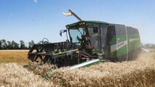 В Краснодаре начали сеять озимый рапс после уборки урожая