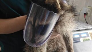 Ветврачи лечат енота с переломами ребер после аварии на Кубани