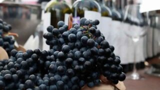Крупнейшие производители вина встретятся на V Российском винодельческом форуме в Геленджике