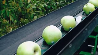 Садоводы Кубани уже собрали почти 260 тысяч тонн яблок